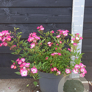 Rosa (H) 'Mozart' 50-60 cm 10L