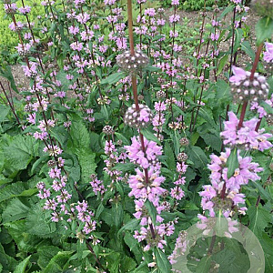 Phlomis tuberosa 'Amazone' GM P9