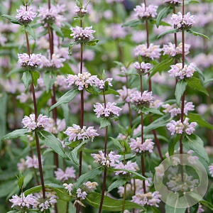 Phlomis tuberosa 'Amazone' GM P9