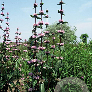 Phlomis tuberosa 'Amazone' GM P9
