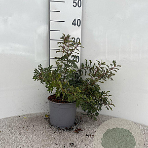 Rosa pimpinellifolia 40-60 cm 2,0L