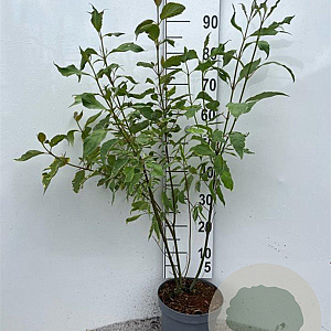 Cornus alba 'Gouchaultii' 100-125 cm 5,0L