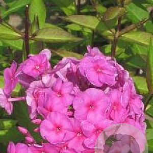 Phlox amplifolia 'Winnetou' GM P9
