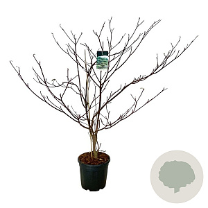 Cornus controversa 'Pagoda' 150-175 cm 30L extra
