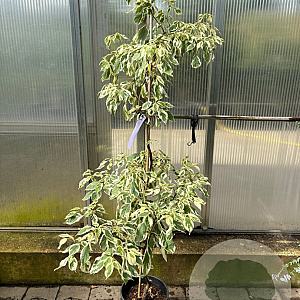 Cornus controversa 'Variegata' 125-150 cm 10L Gestokt