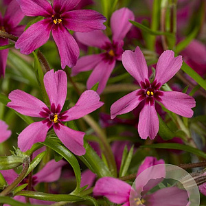 Phlox (S) 'Atropurpurea' GM P9