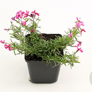 Phlox (S) 'Atropurpurea' GM P9