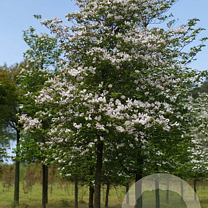 Cornus florida 25-30 HO draadkluit
