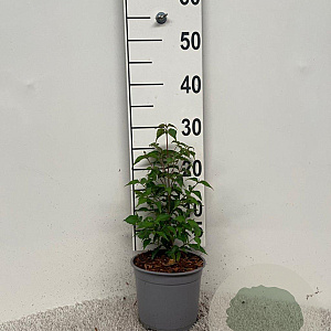 Cornus kousa 40-50 cm 2,0L