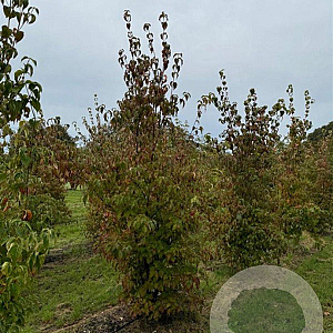 Cornus kousa 200-250 cm draadkluit meerstammig