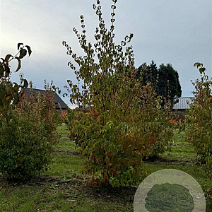 Cornus kousa 200-250 cm draadkluit meerstammig
