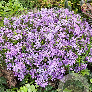 Phlox (S) 'Benita' GM P9