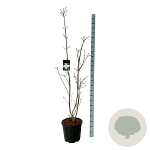 Cornus kousa 'Venus' 175-200 cm 30L extra
