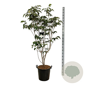 Cornus kousa 'Venus' 175-200 cm 30L extra
