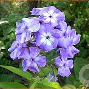Phlox (P) 'Blue Boy' GM P9