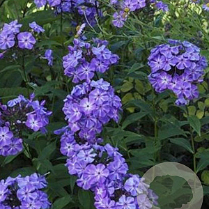 Phlox (P) 'Blue Boy' GM P9