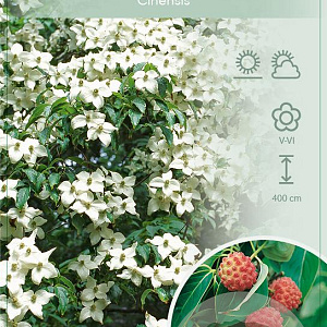 Cornus kousa chinensis 60-80 cm 7,5L