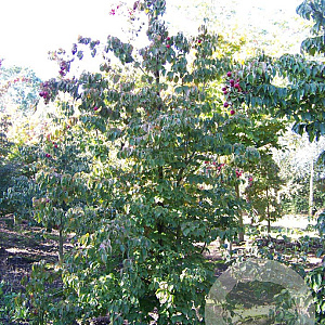 Cornus kousa chinensis 300-350 cm draadkluit solitair