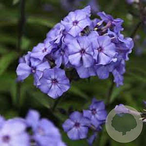 Phlox (P) 'Blue Paradise' GM P9