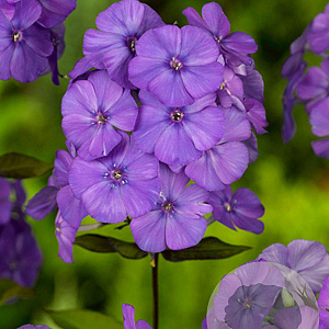 Phlox (P) 'Blue Paradise' GM P9