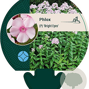 Phlox (P) 'Bright Eyes' GM P9