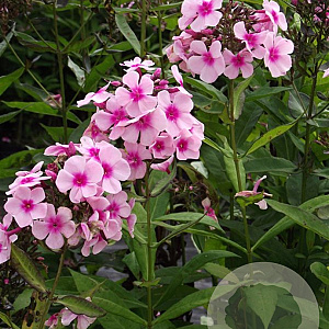 Phlox (P) 'Bright Eyes' GM P9