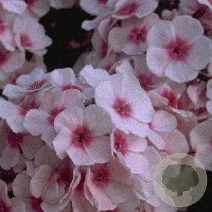 Phlox (P) 'Bright Eyes' GM P9