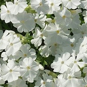 Phlox (S) 'Calvides White' GM P9