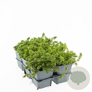 Phlox (S) Candy Stripes GM P9