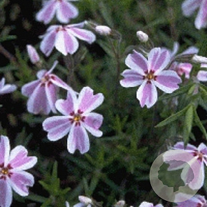 Phlox (S) Candy Stripes GM P9