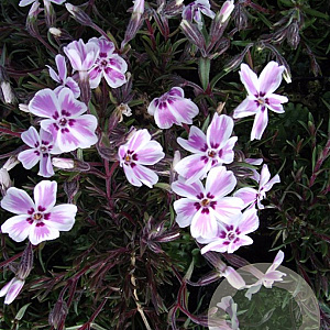 Phlox (S) Candy Stripes GM P9