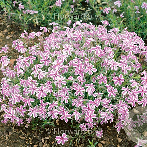 Phlox (S) Candy Stripes GM P9