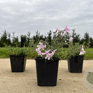 Phlox (S) Candy Stripes GM P9