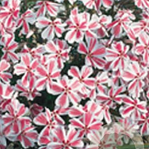 Phlox (S) Candy Stripes GM P9