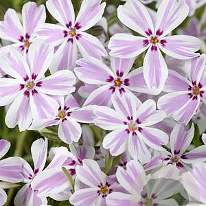 Phlox (S) Candy Stripes GM P9