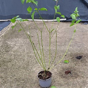Cornus sanguinea 60-80 cm 2,0L