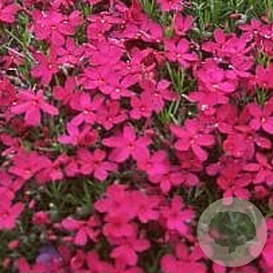 Phlox (D) 'Crackerjack' GM P9