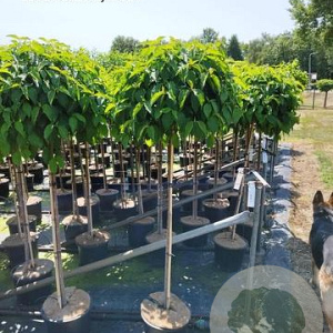 Cornus sericea 'Kelseyi' 120 cm stam 12L 3jr.kroon