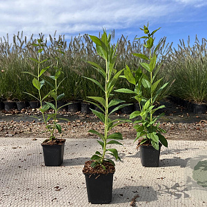 Phlox (P) 'Donau' GM P9