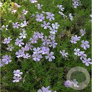 Phlox douglasii 'rozeQueen' GM P9