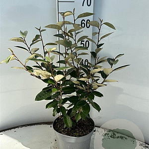 Elaeagnus ebbingei 40-60 cm 3,0L