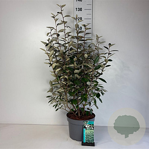 Elaeagnus ebbingei 60-80 cm 10L