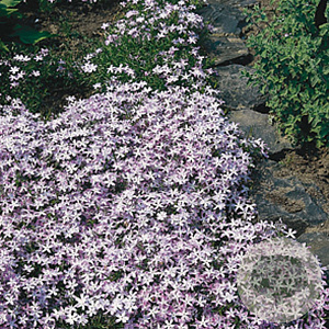 Phlox (S) 'Emerald Cushion Blue' GM P9