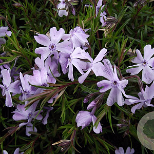 Phlox (S) 'Emerald Cushion Blue' GM P9