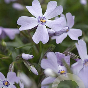 Phlox (S) 'Emerald Cushion Blue' GM P9