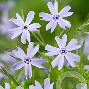 Phlox (S) 'Emerald Cushion Blue' GM P9