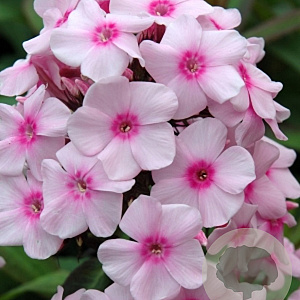 Phlox (P) 'Europa' GM P9