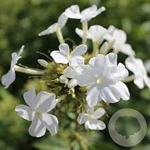 Phlox (P) 'Fujiyama' GM P9
