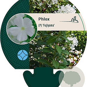 Phlox (P) 'Fujiyama' GM P9