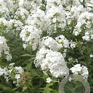 Phlox (P) 'Fujiyama' GM P9